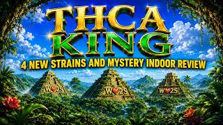 THCA  KING - 4 STRAINS !   PLUS MYSTERY INDOOR STRAIN
