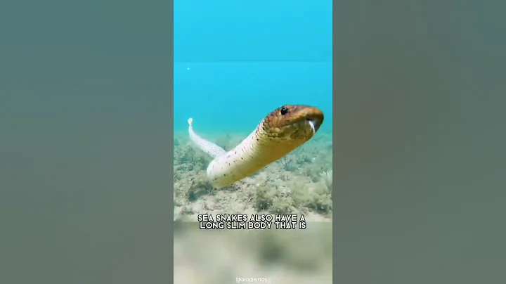 Sea Snake 🐍 One Of The Most Dangerous Ocean Creatures In The World #shorts - DayDayNews