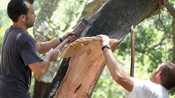 How Millions Of Wine Corks Are Made Every Day