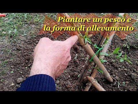 Video: Coltivare alberi di pesco: come piantare un albero di pesco