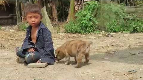 Vện hổ cộc thỏ - Chó bản người dân tộc Mông hoang dã Hà Giang - Clip 1