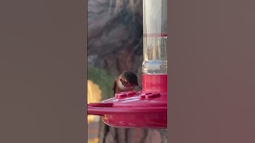 Super Sipping on Nectar: A guide to making your dreams come true