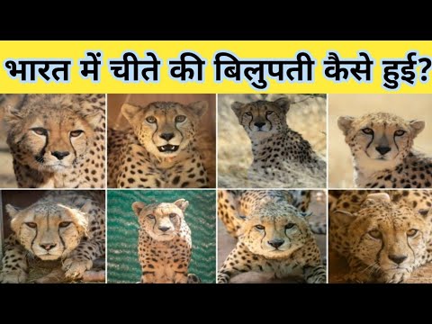 भारत में चीते की बिलुपती कैसे हुई? How did the cheetah become extinct