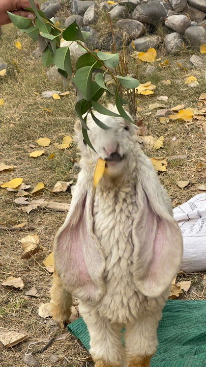 #foryou #farming #kajlaychatray #kajlachtra