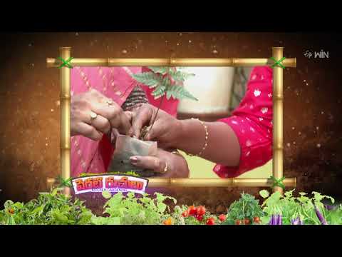 Perati Ruchulu | పెరటి రుచులు | Thu - Sat 12:00 PM | 6th June 2024 | Latest Promo - ETVABHIRUCHI