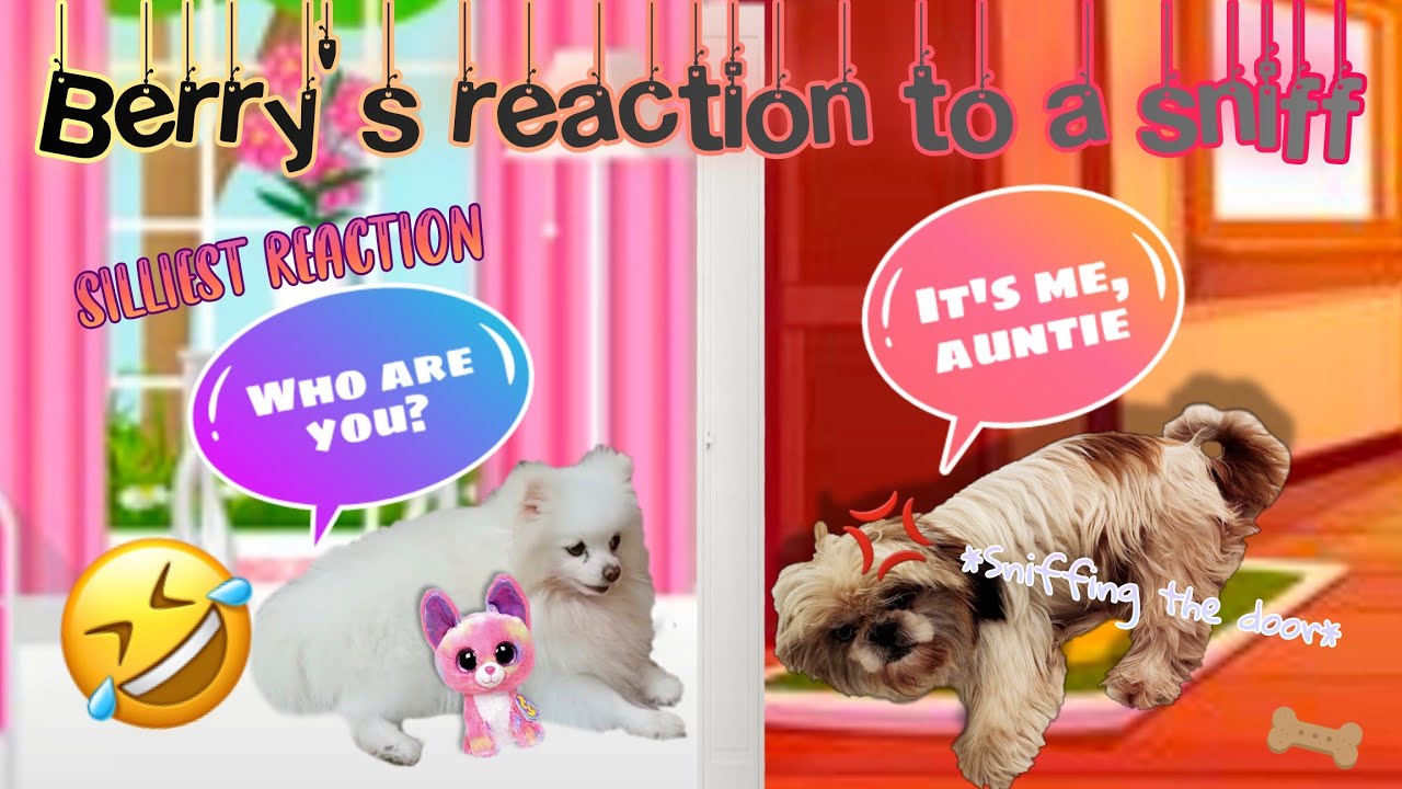 Berry's reaction to a sniff Sweet Berry Family YouTube