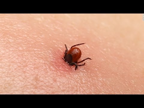 Most DANGEROUS Bugs Around The World! - YouTube