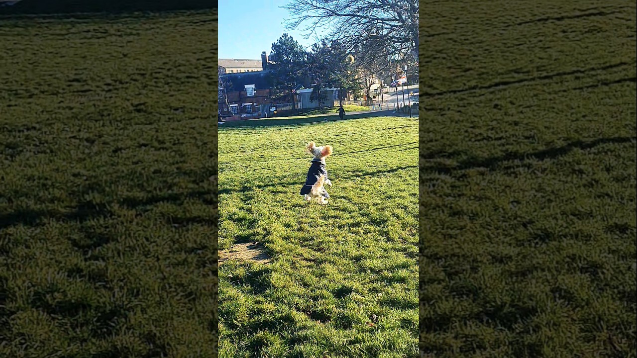 Nugget on his daily walk