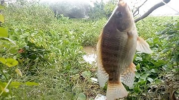 Câu cá sông lớn rô phi cá dảnh mè vinh cá chim cá tra giật thật phê tay