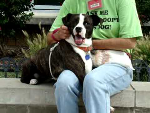 Millie-Available at the Humane Society of Missouri