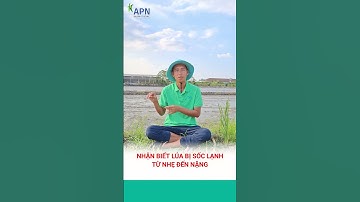 APN - Nhận biết LÚA bị SỐC LẠNH từ NHẸ - NẶNG #kỹ_thuật_canh_tác_lúa