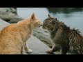 Cute Cats That Make You Laugh #2