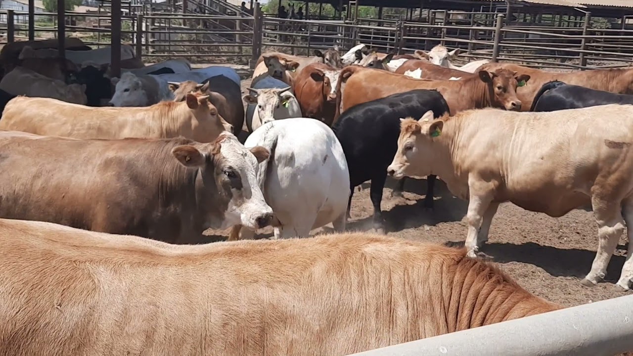 research on cattle farming