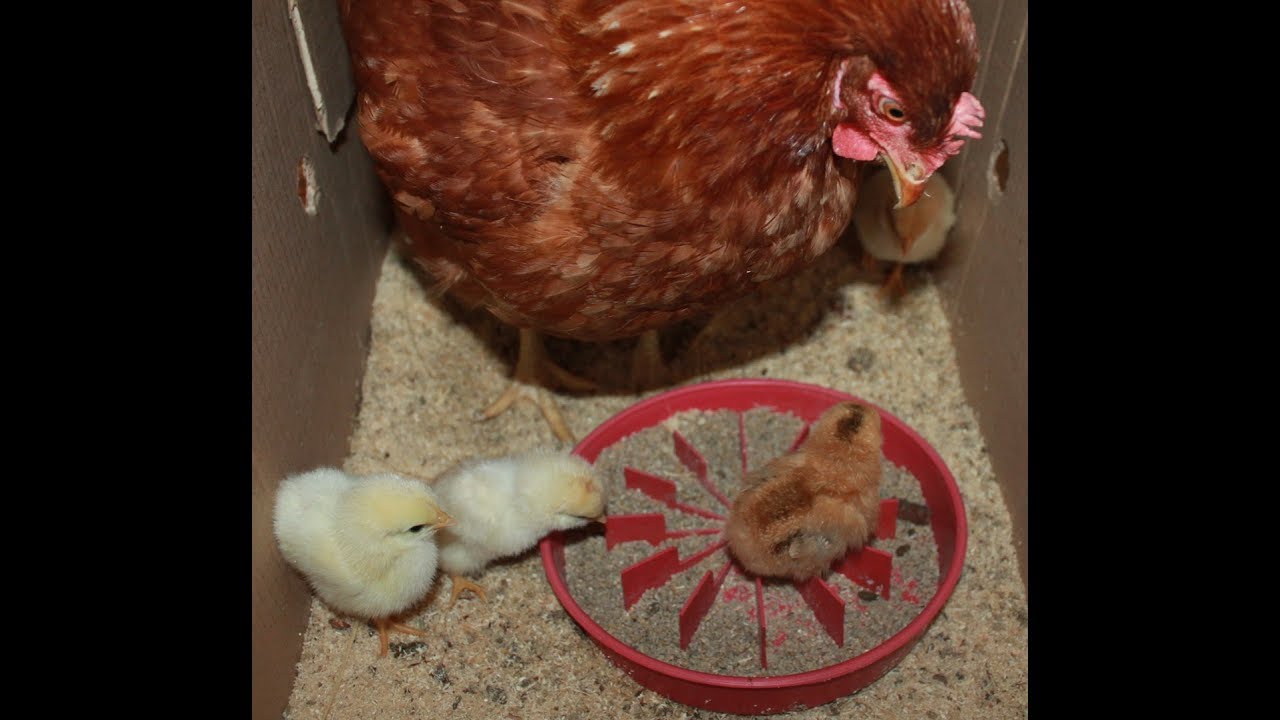 Почему цыплята клюют до крови. Курица сидит на яйцах. Курица-наседка. Курица высиживает. Наседки для кур.