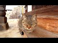 お寺に来た時に膝の上に乗ってきた猫が帰る時にまた甘えてきた