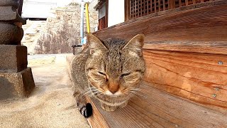お寺に来た時に膝の上に乗ってきた猫が帰る時にまた甘えてきた