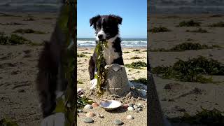 puppy building sandcastle #puppy #cute