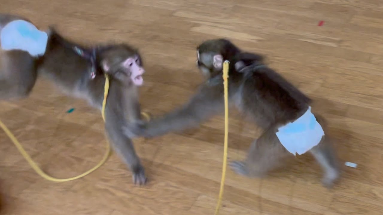 子猿の煽り性能が高すぎてずっと見てられるwwww - YouTube