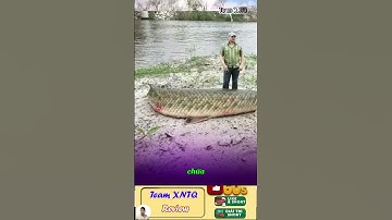 Lớp vay của cá sấu hoả tiễn thực sự quá cứng cáp nếu dùng tay thì không thể