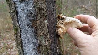 Wild edible walk and talk! (Winter survival food)