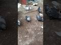 Aaj subh #funny #parrot #vlog #shorts #short #kabutar #youtube #public #publicreaction