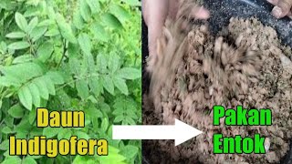 2 Cara Pemberian Daun Indigofera Untuk Pakan Entok || Daun Indigofera