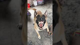 dog barking #rottweiler #dogtalk #dogcommunication #rottweilerpuppy #petsempire