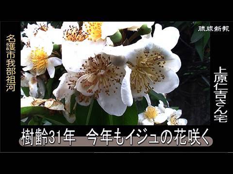 東江写生帳♢♢♢♢上 生命ある野の花 大阪値下げ www.sanjuandelrio