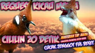 FULL BESET NYELEKIT‼️ CUCAK JENGGOT SAMBUNG CILILIN 20 DETIK TANPA PUTUS || MASTERAN CUCAK IJO MURAI