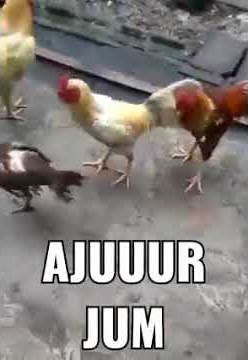 AYAM MESUM...AYAM GAK ADA AKHLAK...😅😅😅
