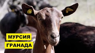 Разведение коз Мурсия-Гранада как бизнес | Козоводство | Порода коз Мурсия Гранада