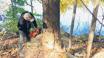 Mikes attempt to fell oak tree stub back into woods EPIC FAIL