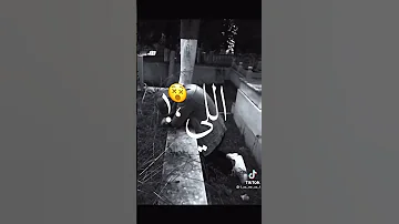 انا نفسي كل اللي سمعني قلبي اللي وجعني 