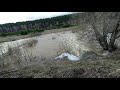 Паводок!!! Река подступает. Алтайский край р. Бия. 2021 г.