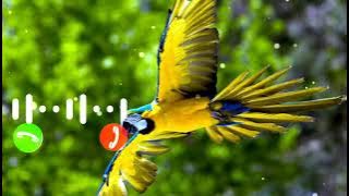 Bird SMS Ringtone//SMS - Message Ringtone//New Trending Ringtone//WhatsApp Message Ringtone, RK SMS.