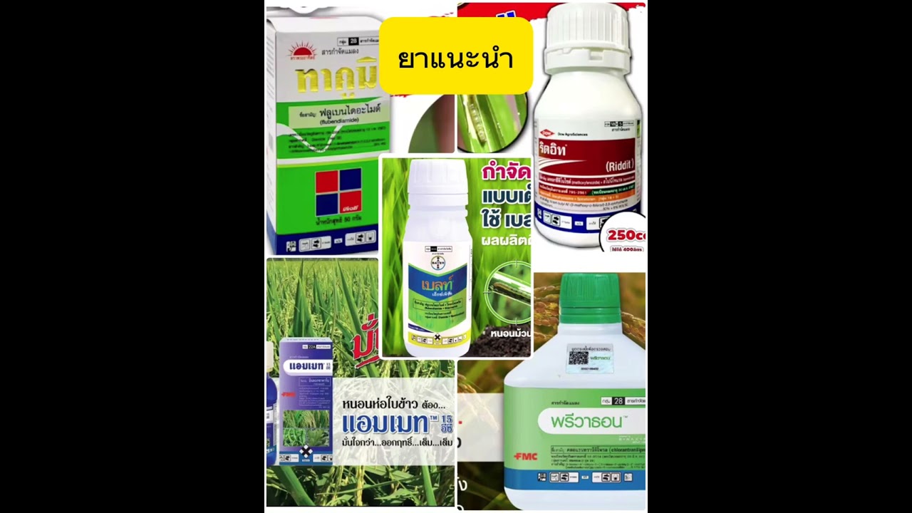หนอกอข้าว หนอนม้วนใบข้าว ยาอะไรดี #ยาหนอนกอ #ยาหนอนม้วนใบ #พรีวาธอน  #แอมเมท #ทาคูมิ #เบลท์ #ริดอิท