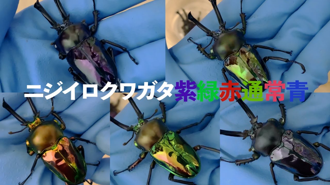 ニジイロクワガタ 5色（紫紺・緑・赤・通常・青）見比べ動画 - YouTube
