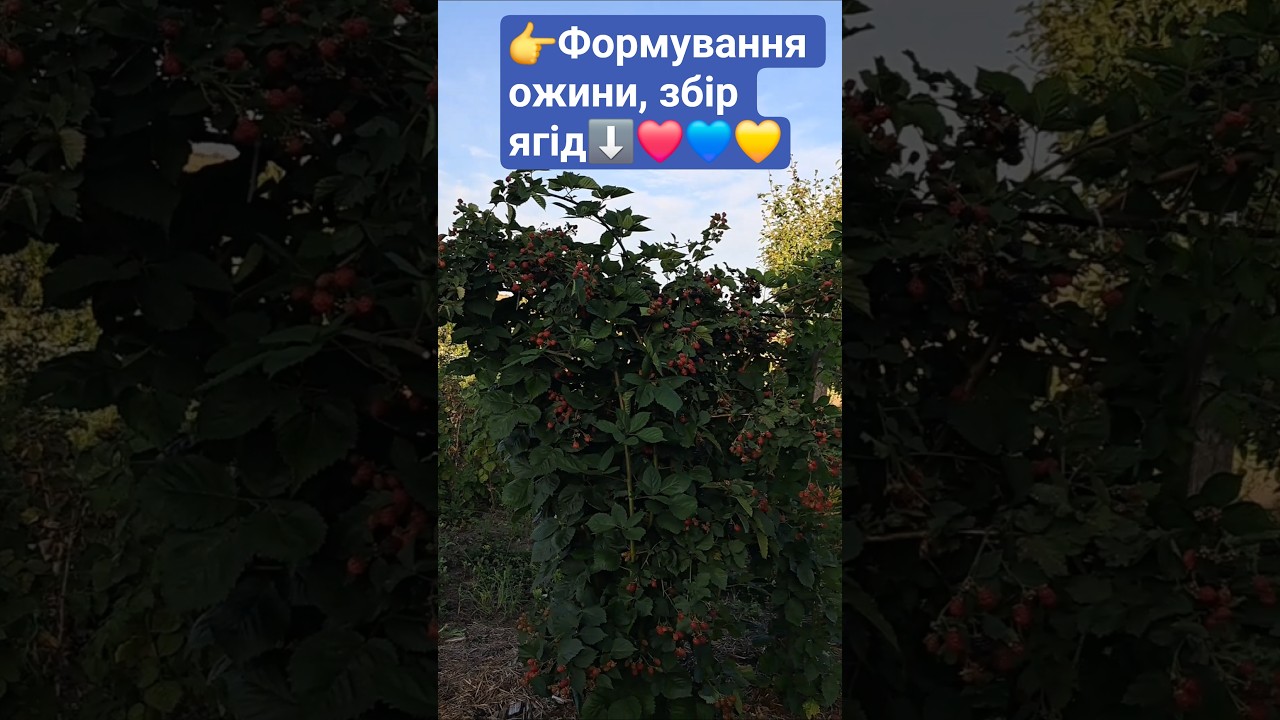 #формуванняожини