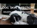 Dog Skin Infection Shampoo