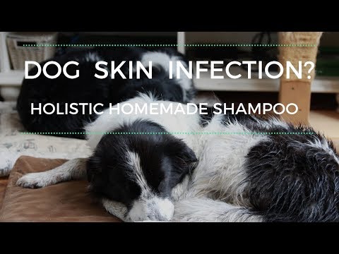 dog-skin-infection-shampoo