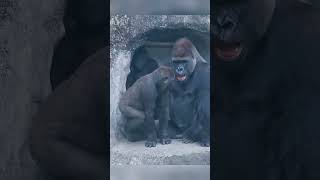 Ringo &amp; Jabali wrestling game rolling all over the grass #gorilla #foryou #fypシ #foryoupage