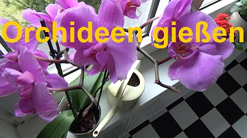 Wie oft und wie gießt man Orchideen?