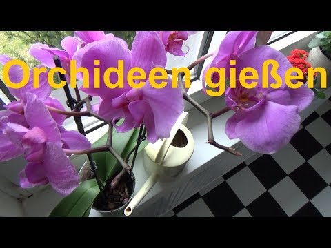 Video: Orchidee - Gießen, Pflegen, Blühen