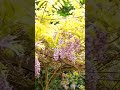 Wisteria, Barnet, London April 2024