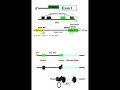Gene Recognition Geneticteacher Gene Recognition Geneticteacher