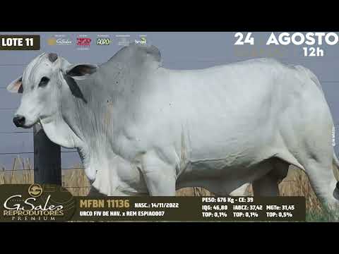 LOTE 11   MFBN 11136