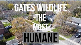 Gates Wildlife | What Do We Do? by Gates Wildlife Control 5,119 views 1 year ago 1 minute, 30 seconds