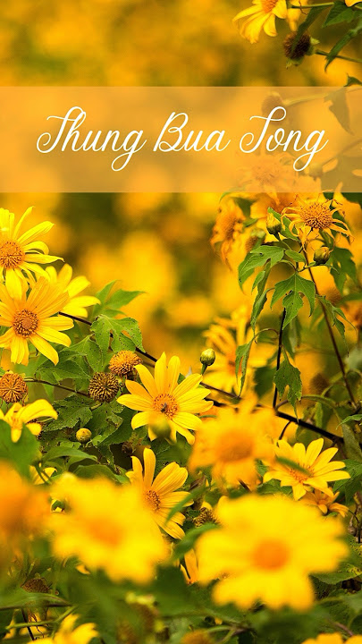 The blooming Thung Bua Tong  (golden yellow flower field) in Mae Hong Son Province