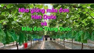 Lý do chênh lệch giá nho giống Mẫu Đơn Hàn Quốc so với Nho Mẫu Đơn Trung Quốc