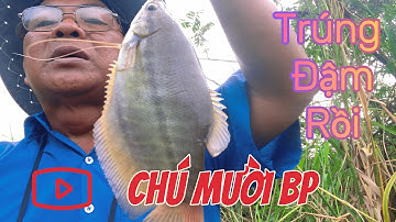 Hành trình đi câu cá sặc rằn ở Bù Đốp , phát hiện và trúng đậm bầy cá sặc rằn tập 1 @Chumuoibp